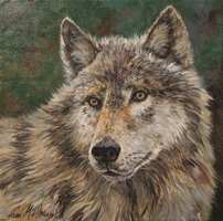 Grey Wolf Face Oil Painting