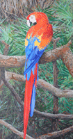 Red Parrot Back Oil Painting