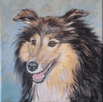 Sheltie Face Oil Painting